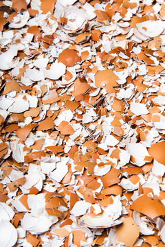 Eggshells in pieces.