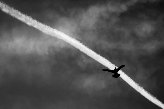Silhouette of a bird flying