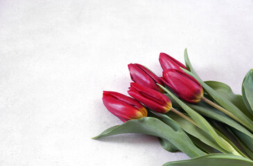 Fresh red tulip flowers bouquet on white background with copy space