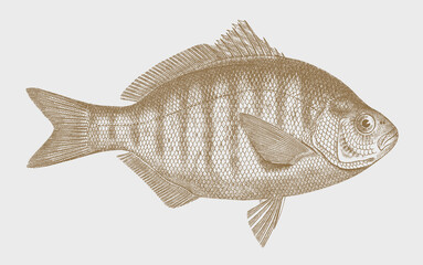 Young redtail surfperch amphistichus rhodoterus, North American marine fish in side view