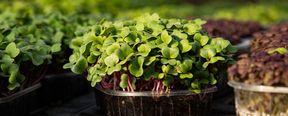 microgreens growing  organic bio gardening