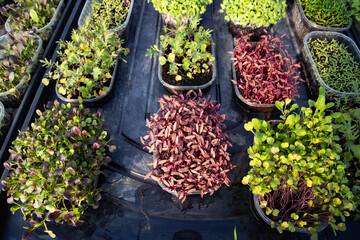microgreens growing  organic bio gardening