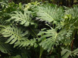 Split-leaf philodendron (Monstera deliciosa) - heart-shaped leaves of monstera plant covered with perforations, Guayaquil, Ecuador © Slawina