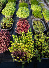 microgreens growing  organic bio gardening