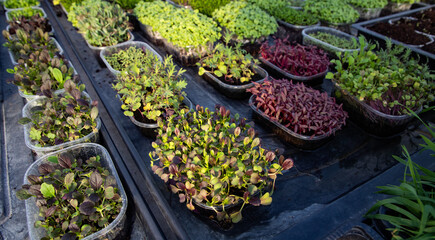 microgreens growing  organic bio gardening