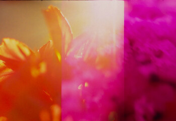 out-of-focus flowers as background for design