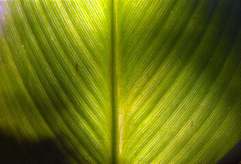 detail of a green leaf