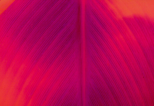 detail of a pink leaf