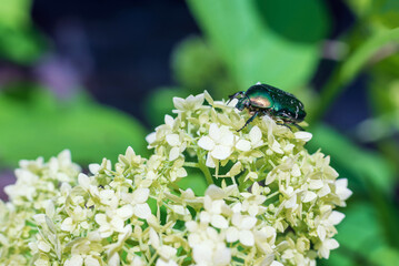 A green beetle Cetoniinae on a flower in the garden.