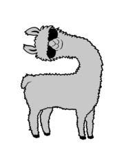 Lama guckt schief 