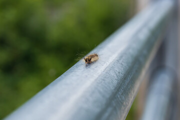 Caterpillar on a steel pipe close-up