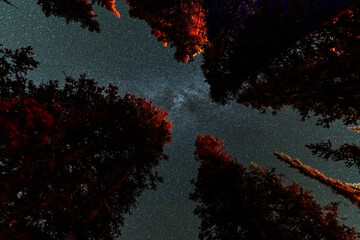 pine tree with milky way galaxy