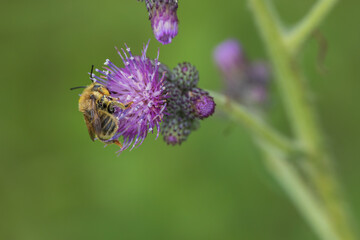 Bee on purple wildflower close-up