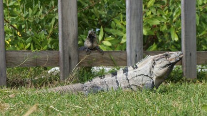 Iguana on grass, big gray-scaled lizard, beautiful reptile in front of wooden fence