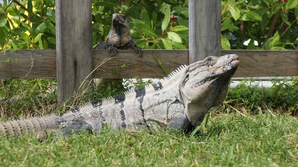 Iguana in front of fence and on grass, beautiful reptile
