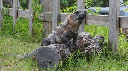 Iguana on grass on trunk in front of fence, beautiful reptile