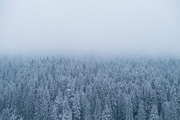 pine trees winter mountain forest and foggy sky 
