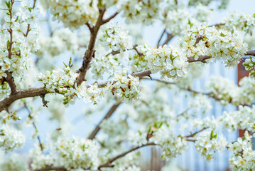 Cherry flowers branch