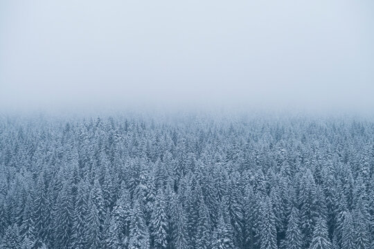 pine trees winter mountain forest and foggy sky  - Powered by Adobe