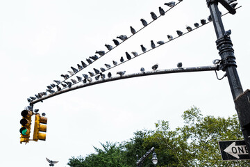 pigeons on the horizontal wires of a traffic light
