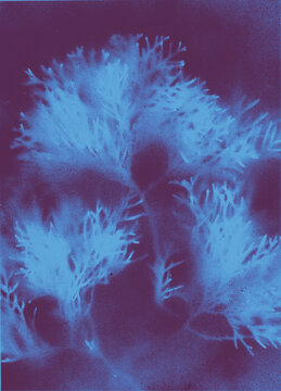 Sprayed plants in blue