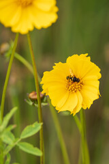 Yellow wildflower with bee
