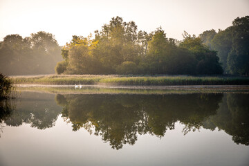 Swans on the lake, Emo, Laois, Ireland