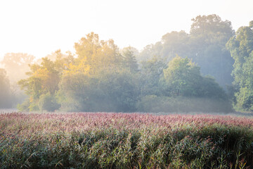 Misty morning on the lake, Emo, Laois, Ireland