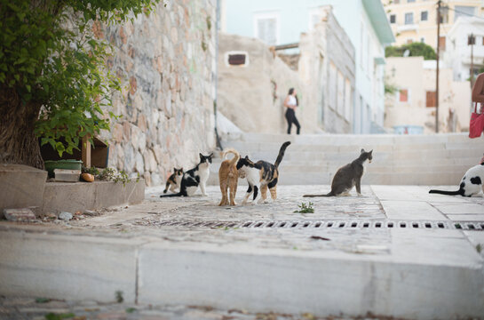 Cats of Syros Island in Greece Ermoupolis town with neoclassical mansions of exquisite taste and intensely colourful bougainvillaea glorious sunshine framed by the dazzling Aegean Sea