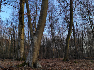 forest in autumn