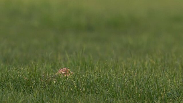 A female pheasant (Phasianus colchicus) looks up from the grass