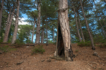 Closeup pine trunk with burnt hollow in forest  of nature reserve on Ai-Petri mountain slope,...