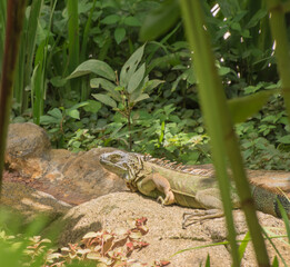 Iguanas are native to tropical areas of Mexico, Central America, South America..