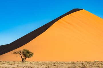 Fototapeta na wymiar Namibia, the Namib desert, a tree isolated in the red dunes in background 
