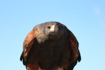 Harris's Hawk 