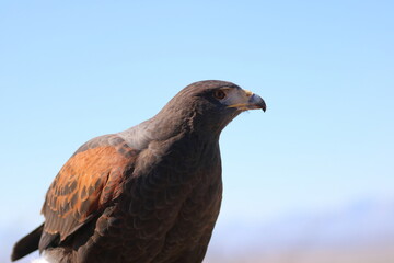 Harris's Hawk 