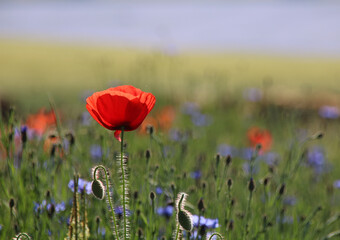 Obraz premium coquelicot rouge au milieu d'un champ de lin bleu