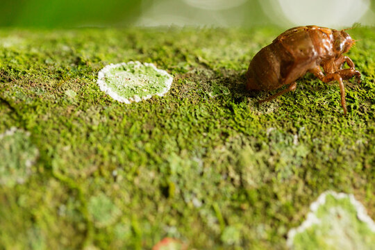 Casca de cigarra sobre superf&iacute;cie verde. Mata Atl&acirc;ntica brasileira , S&atilde;o Paulo, Brasil.  
