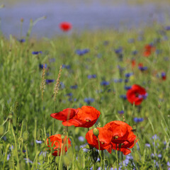 Obraz premium coquelicot rouge au milieu d'un champ de lin bleu