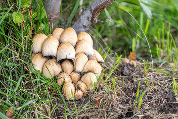 Mushrooms (Coprinellus micaceus) growing in lawn in next to a tree.