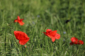 coquelicots rouges dans un champ