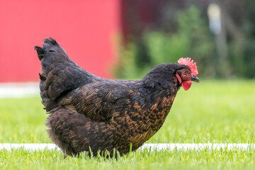 An adult (Copper Maran) hen chicken on a farm foraging for food in the grass.
