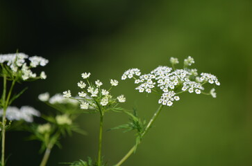 white flower bokeh