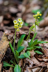 2022-03-17, GER, Bayern, Passau: Echte Schlüsselblume - Primula veris - im Wald