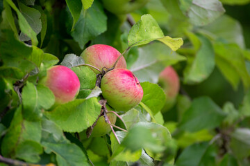 red apples on a tree