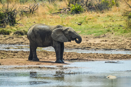 A lone isolated elephaant drinking water from a waterhole in hot summer