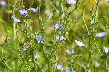 Multiple blue chicory flowers closeup with selective focus on foreground
