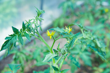Tomato seedlings, gardening