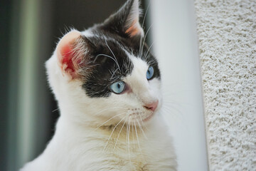 Kitten/Chaton