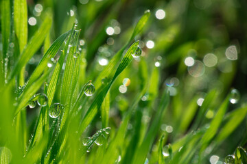 Fototapeta na wymiar Nice morning dew on green grass close up macro photography nature with free space for text
